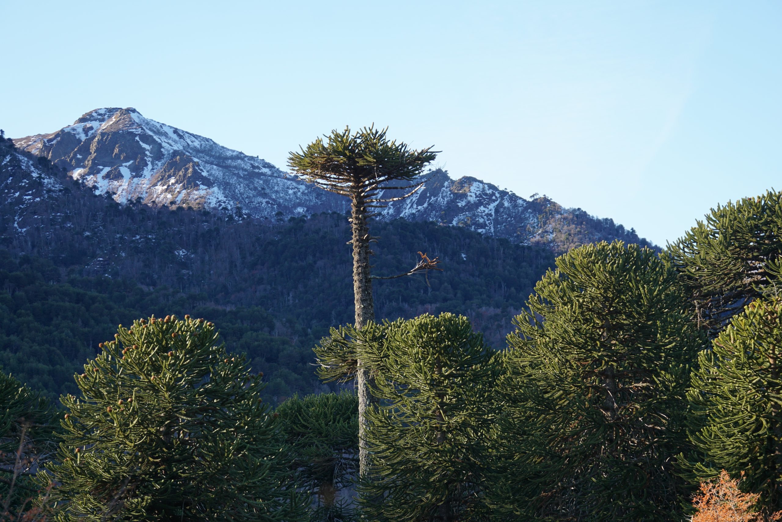 Ruta Patrimonial Araucanía Andina