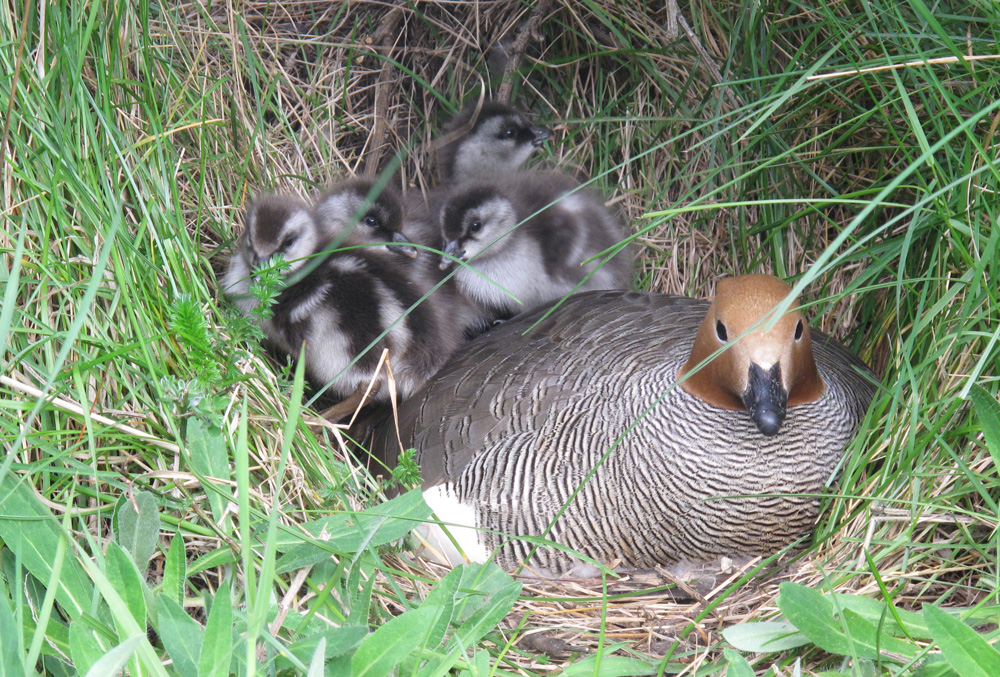 Ruta Patrimonial Canquén Colorado