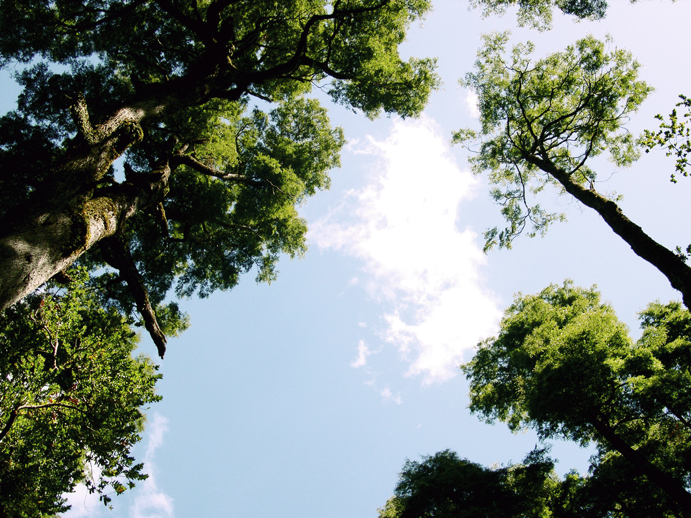 Fundo Llancahue: Bien Nacional Protegido