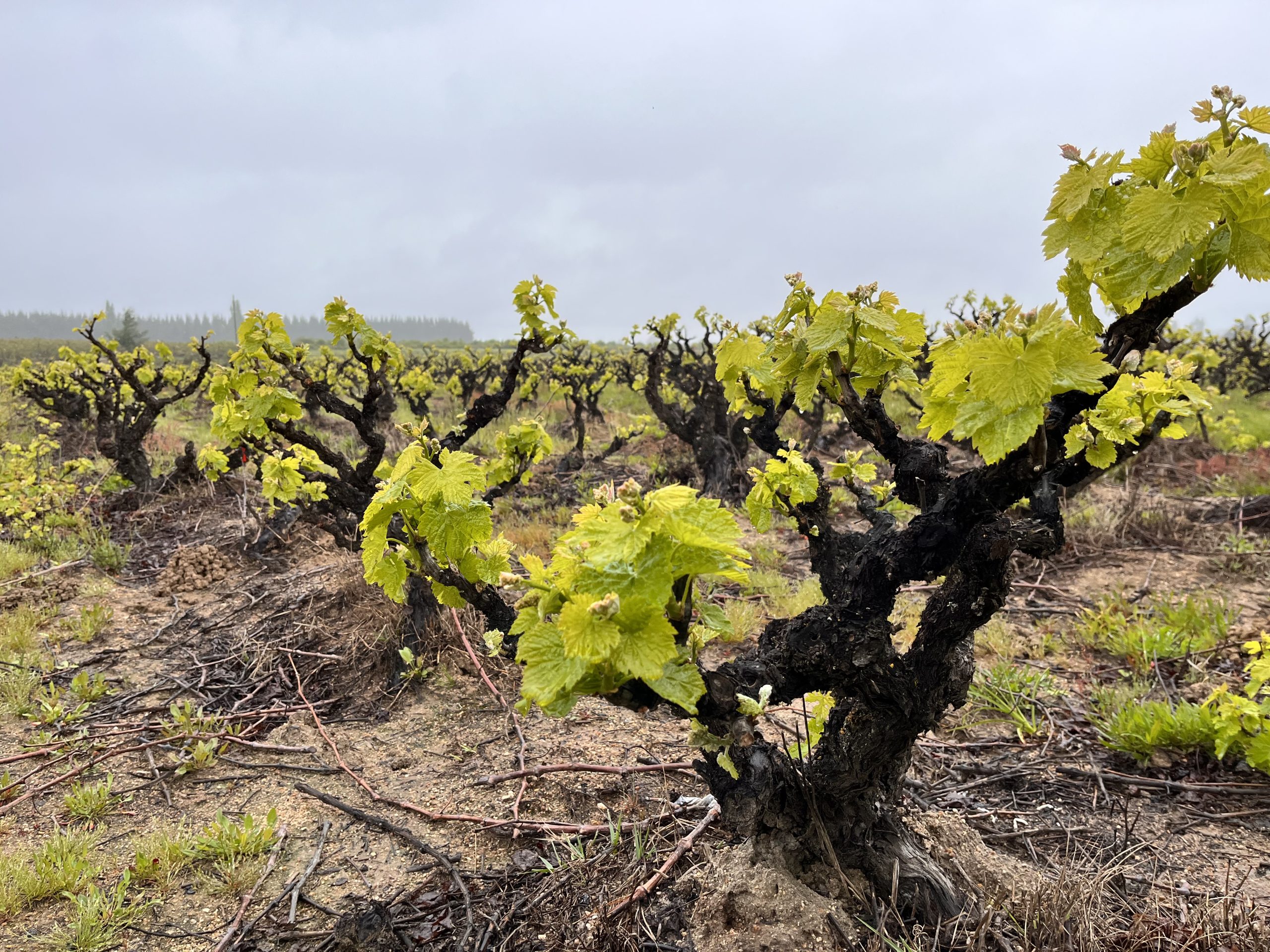 Ruta Patrimonial Ñuble