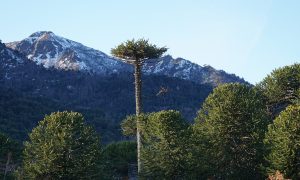 Hito 16, Araucaria en primer plano horizontal