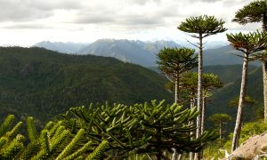 Mirador_cordillera_de_Las_Placetas_y_Pemehue